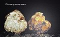 Choiromyces meandriformis-amf1944